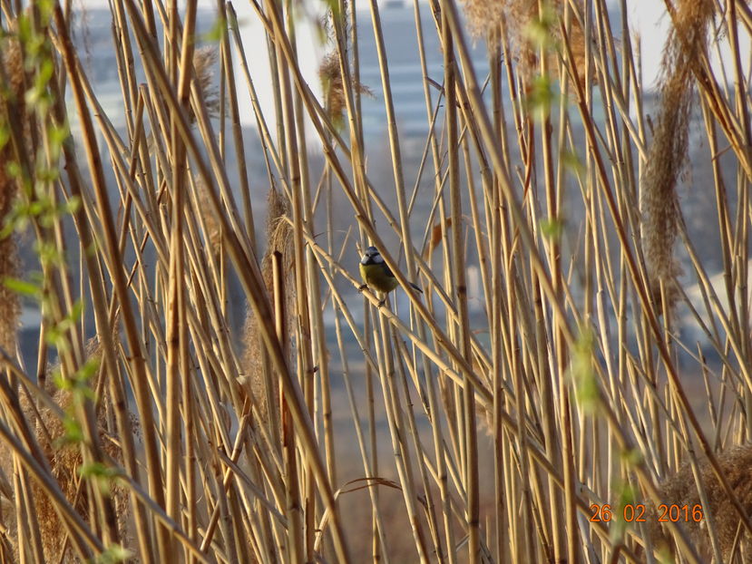 46bT - Pitigoi albastru