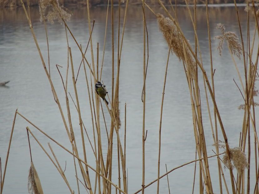 46cT - Pitigoi albastru