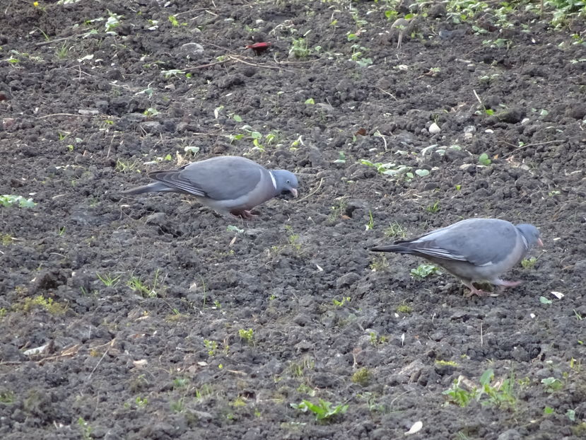 51aT - Porumbel gulerat