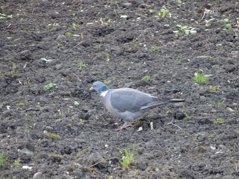 51bT - Porumbel gulerat