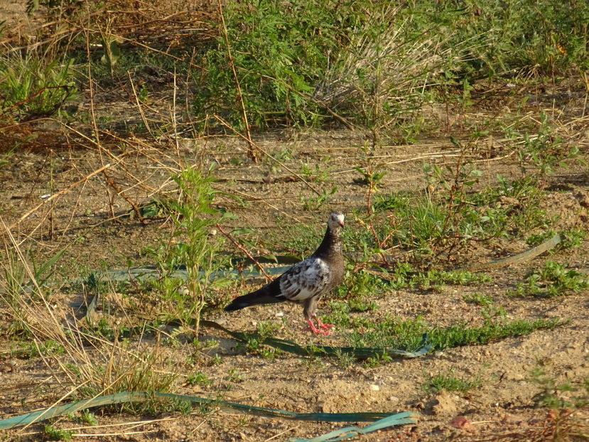 52aT - Porumbel de stanca african