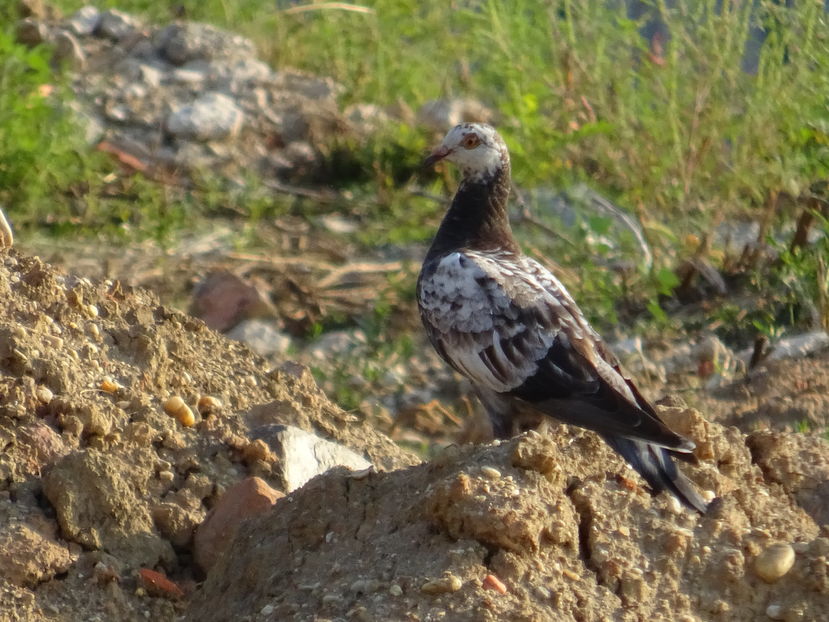 52bT - Speckled_Pigeon