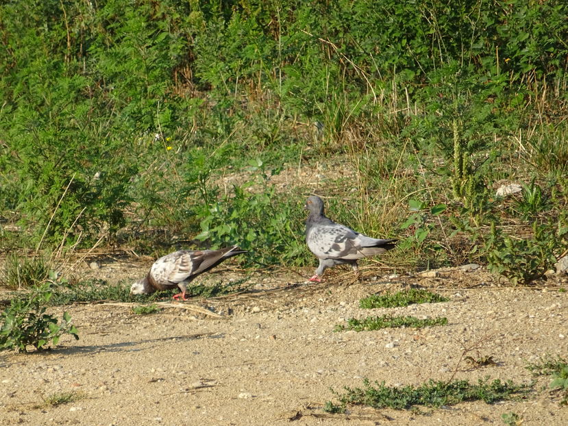 52cT - Porumbel de stanca african