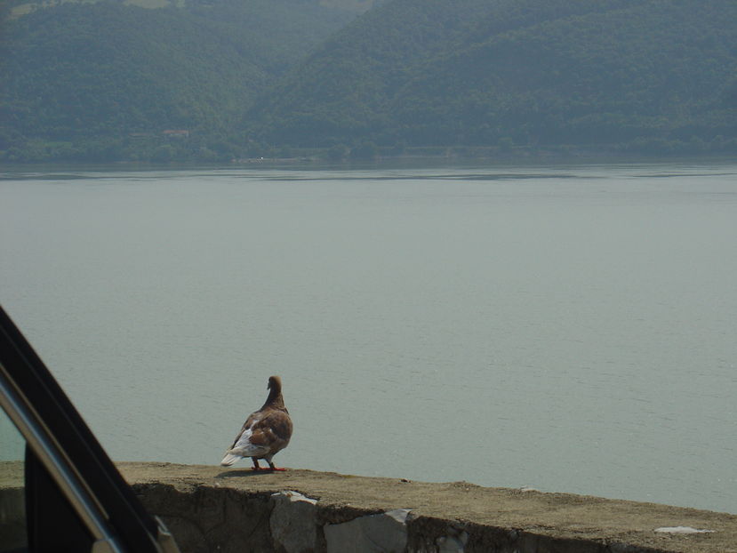 53aA - Porumbel calator