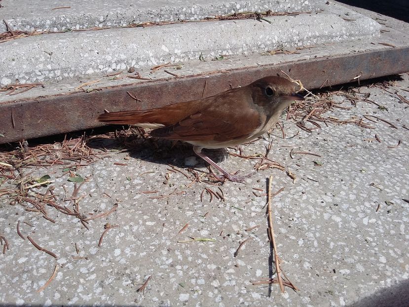 54cB - Privighetoare