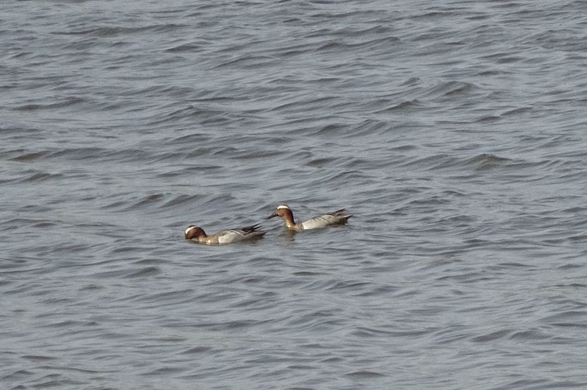 56aT - Rata Garganey