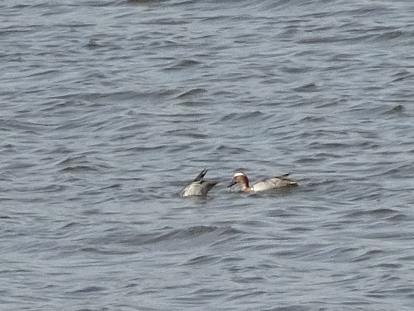 56cT - Rata Garganey - Pasari L-R V02