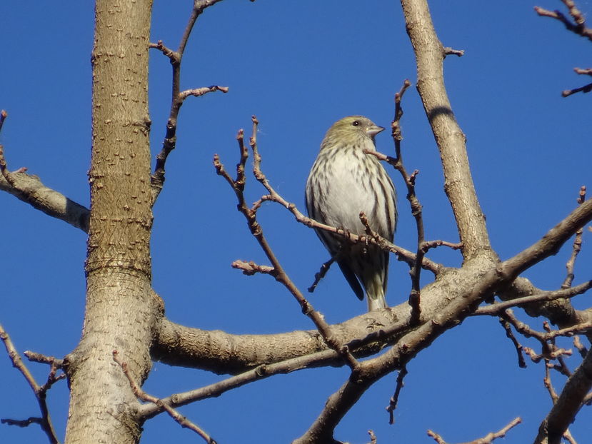 59mT - Scatiu - Pasari S-V V02