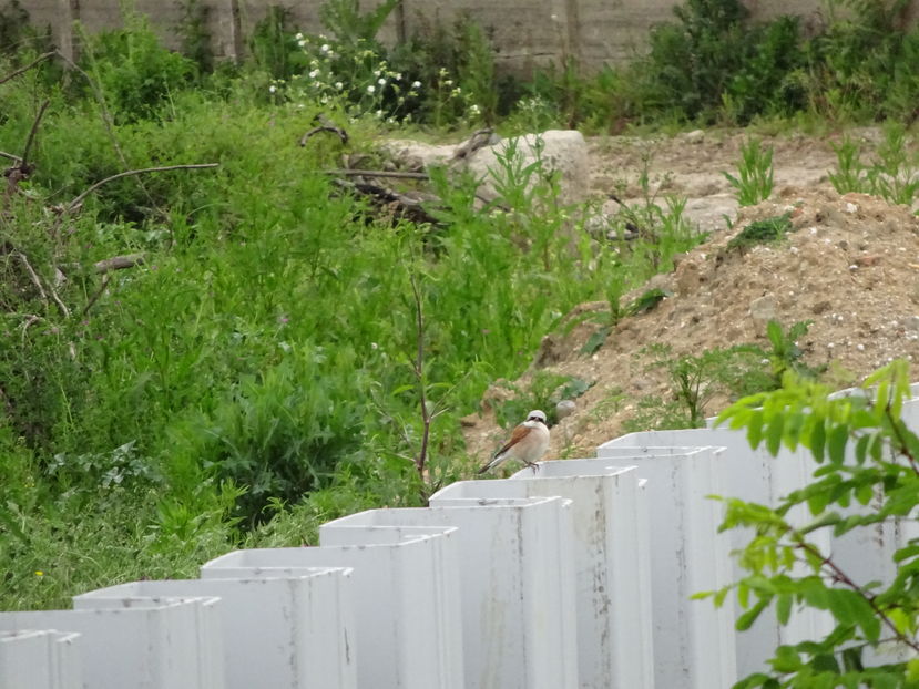 60cT - Sfrancioc rosu