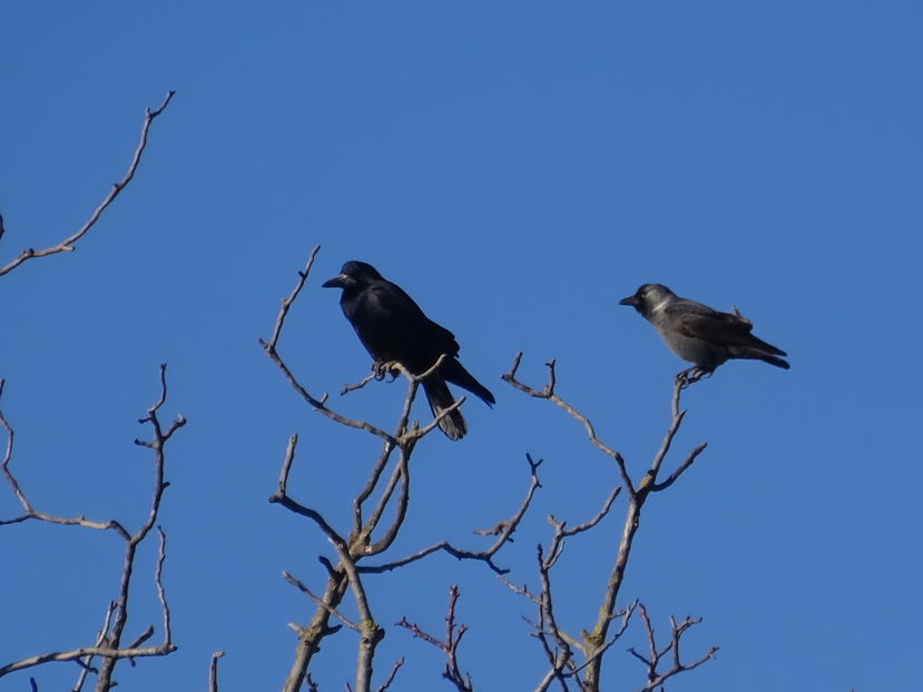 63iP - Stancuta si cioara neagra