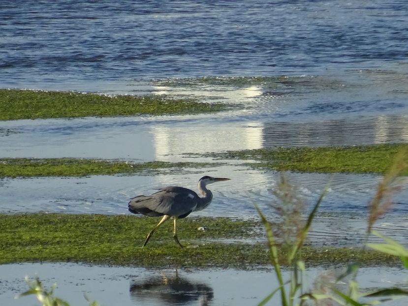 64aT - Starc cenusiu