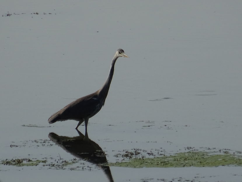 64dT - Starc cenusiu