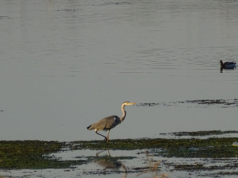 64eT - Starc cenusiu