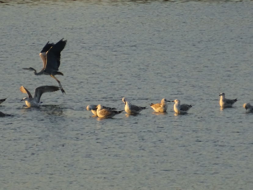 64fT - Starc cenusiu