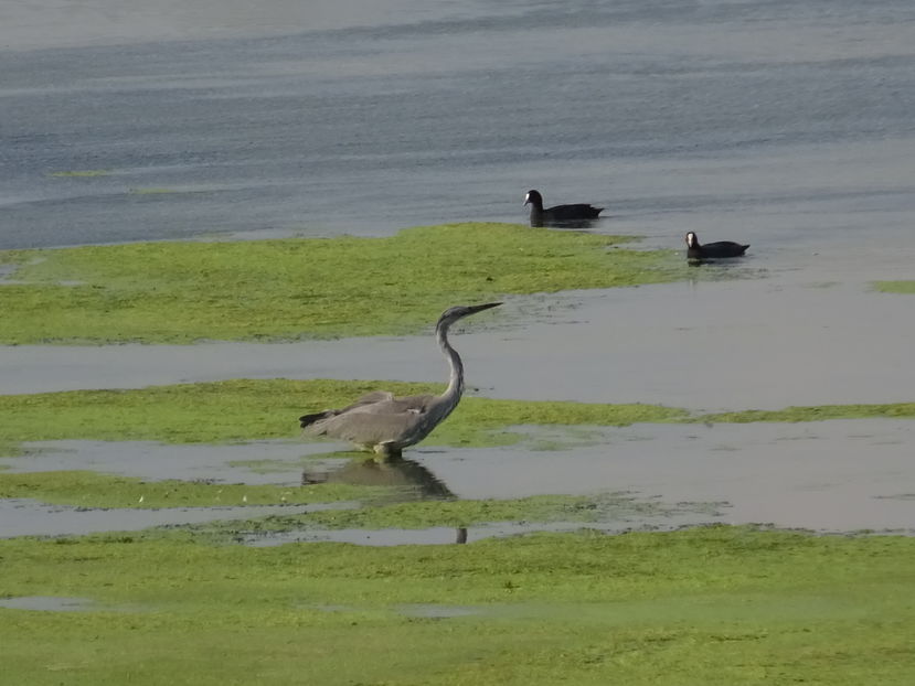 64hT - Starc cenusiu