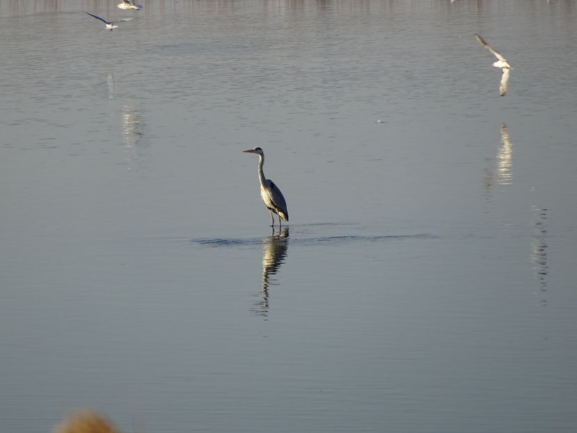 64jT - Starc cenusiu