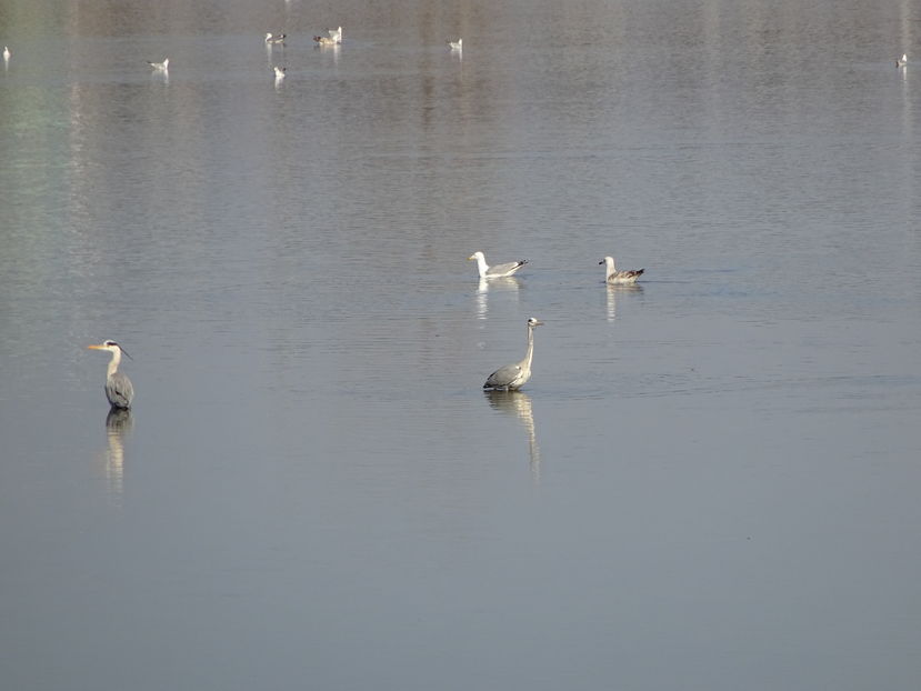 64kT - Starc cenusiu