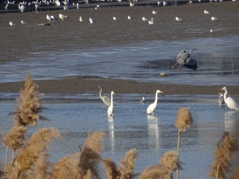64lT - Starc cenusiu