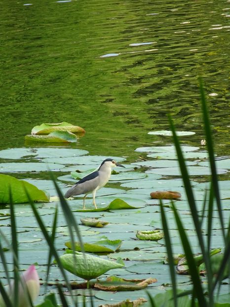 65bB - Starc de noapte