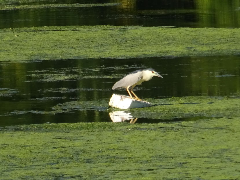 65dB - Starc de noapte