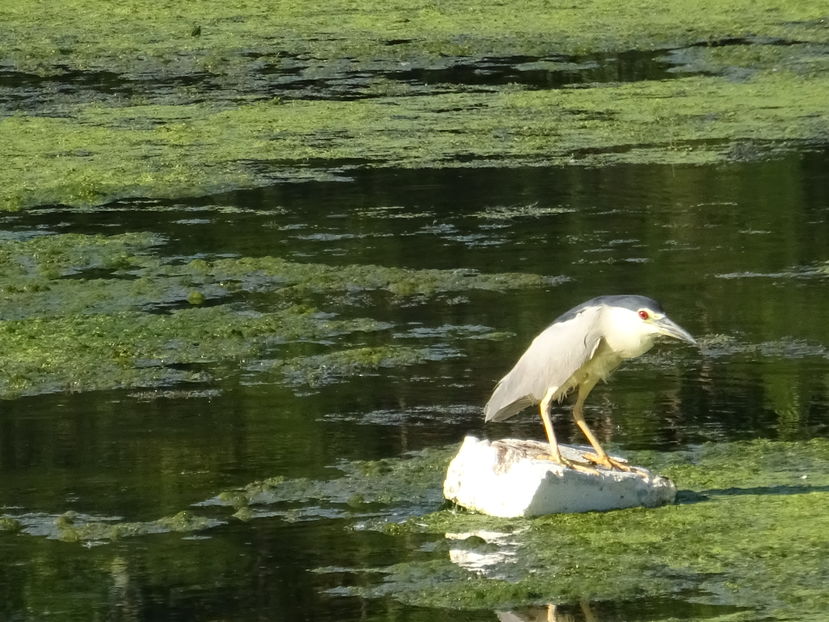 65eB - Starc de noapte