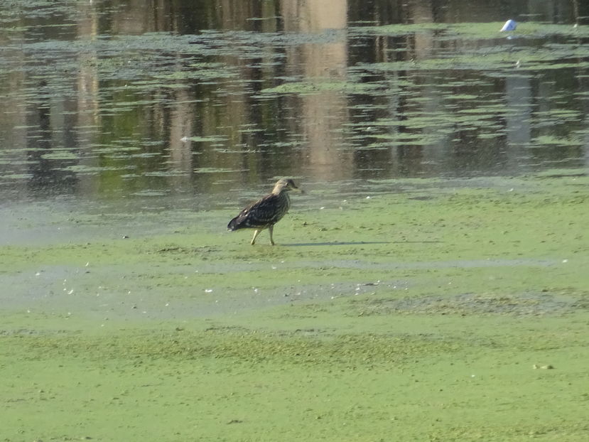 66aT - Starc juvenil