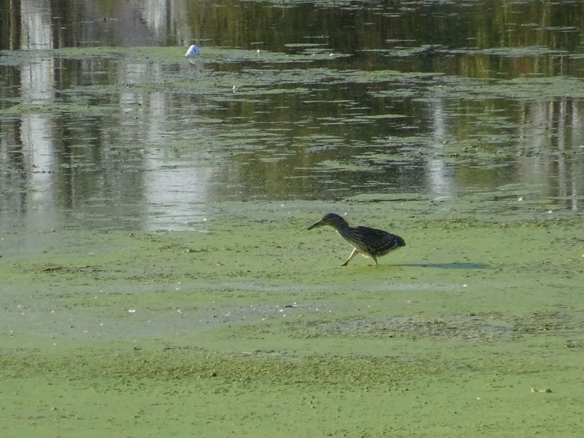 66bT - Starc juvenil