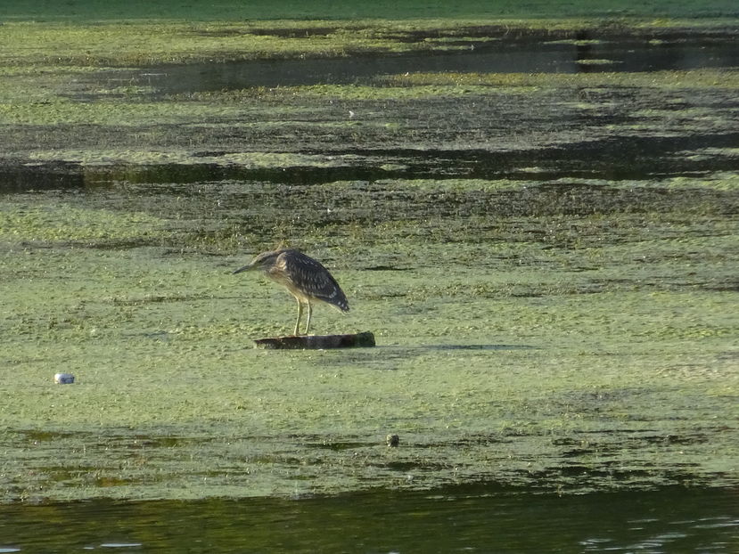 66dT - Starc juvenil