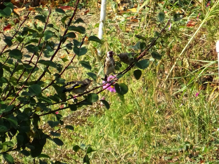 68gP - Sticlete cu pui