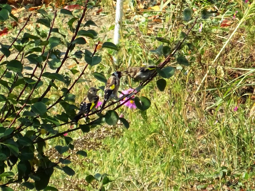 68hP - Sticlete cu pui