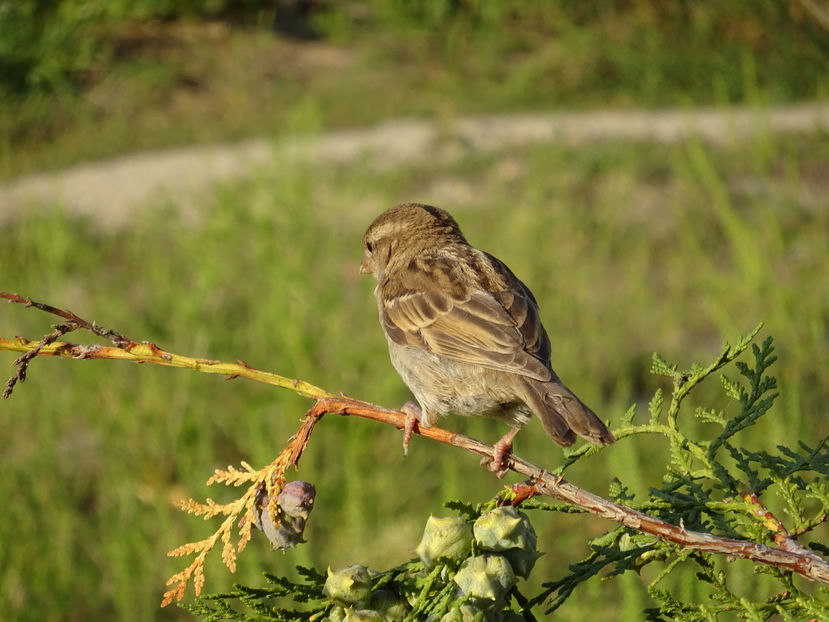 73aT - Vrabie comuna