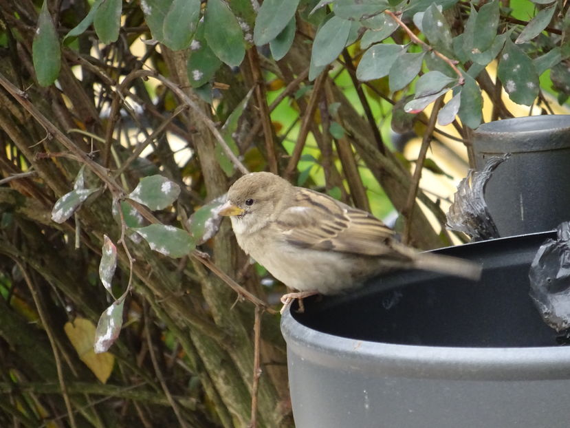 73bT - Vrabie comuna