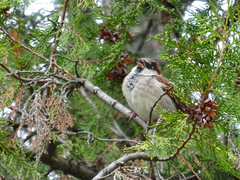 73dT - Vrabie comuna