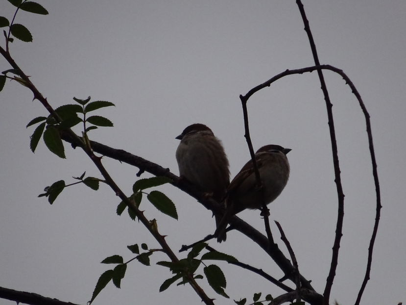 73eT - Vrabie comuna