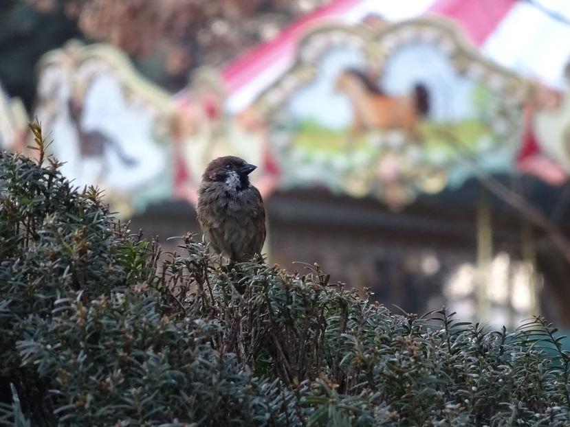 73fT - Vrabie comuna