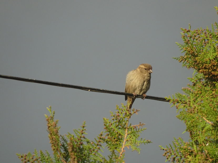 73gA - Vrabie comuna