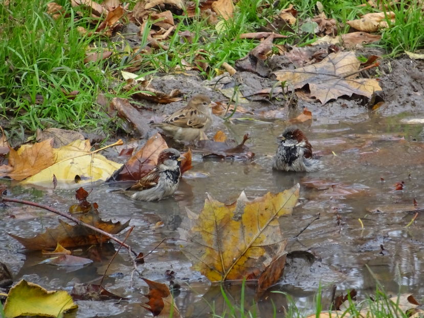 73iiB - Vrabie comuna