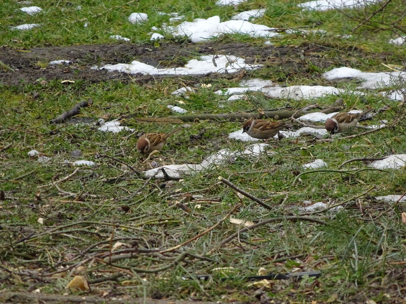 74aT - Vrabie de camp