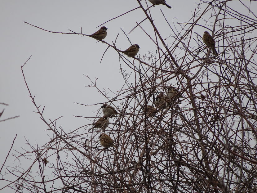 74cP - Vrabie de camp