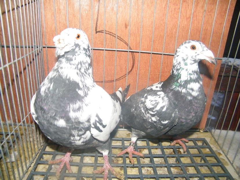 T 2017 088 - Voiajori stil vechi