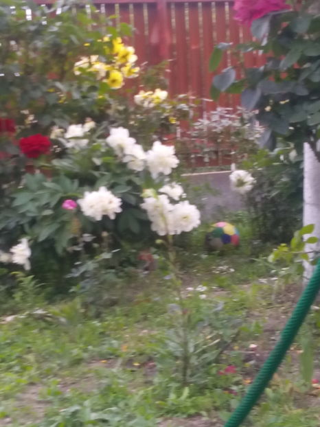 gradina mea de vis 020