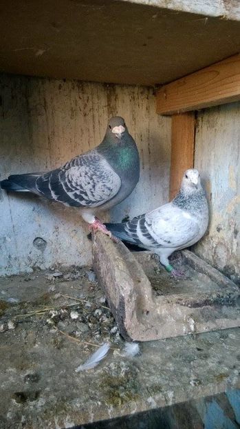 15871029_717393458431744_987012492_n