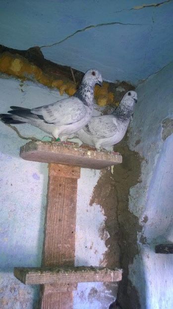 15871112_717392945098462_2084107031_n