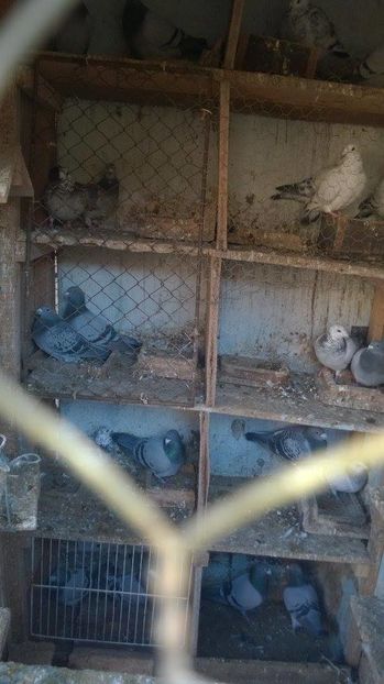 15871118_717392588431831_435222846_n