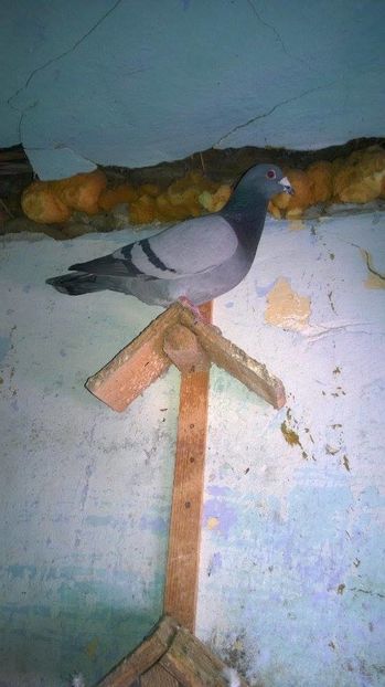 15871118_717392961765127_238928203_n