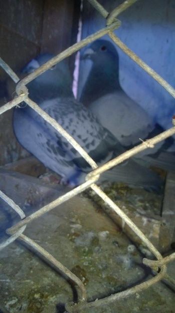 15871221_717392671765156_843771020_n