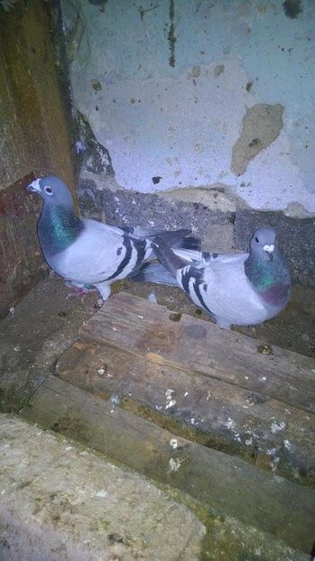 15871367_717392685098488_1434602714_n