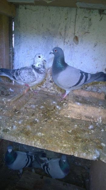 15878946_717392675098489_350306647_n - porumbeii unchiului