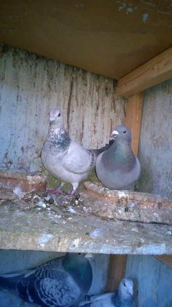 15879085_717393115098445_1857508713_n - porumbeii unchiului