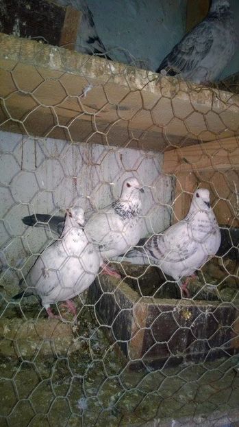 15879226_717393011765122_552712100_n - porumbeii unchiului